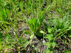 Cichorieae