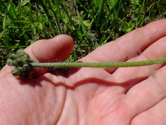 Cichorieae