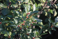 Ilex verticillata