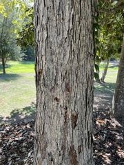 Quercus bicolor