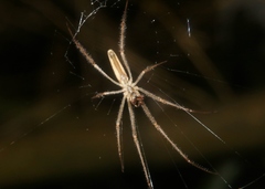 Tetragnatha palikea