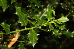Ilex aquifolium