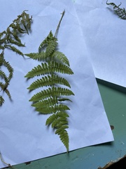 Dennstaedtia punctilobula