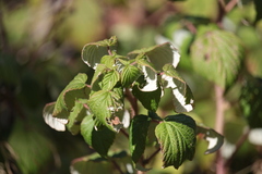 Rubus sachalinensis