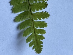 Dennstaedtia punctilobula