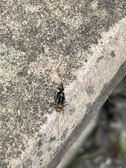 Cerastipsocus trifasciatus