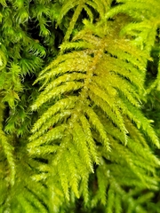 Kindbergia oregana