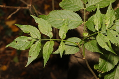 Sambucus nigra