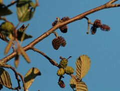 Alnus incana