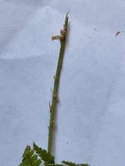 Dennstaedtia punctilobula