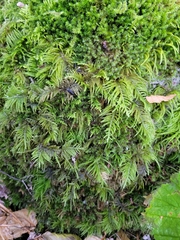 Kindbergia oregana