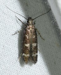 Gelechiini