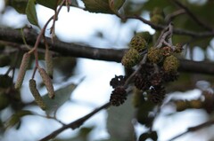 Alnus incana