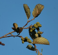 Alnus incana