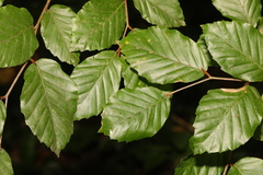 Fagus sylvatica