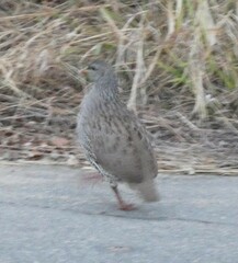 Pternistis natalensis