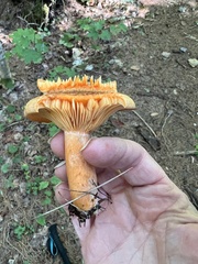 Lactarius deterrimus