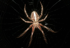 Araneus kapiolaniae