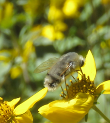 Lordotus striatus