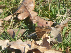 Nymphalis polychloros