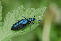 Meloe violaceus
