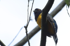 Trogon caligatus