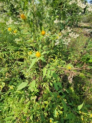 Bidens vulgata