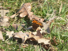 Nymphalis polychloros