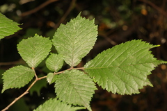 Ulmus glabra