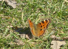 Nymphalis polychloros