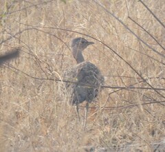 Eupodotis ruficrista