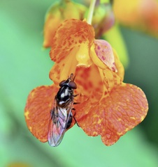 Rhingia nasica