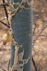 Commiphora