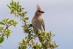 Urocolius macrourus