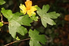 Acer campestre