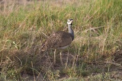 Eupodotis senegalensis