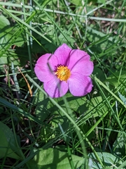 Rosa palustris