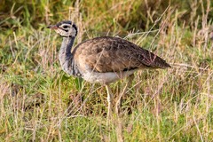 Eupodotis senegalensis