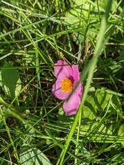 Rosa palustris