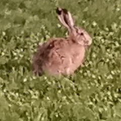 Lepus