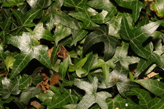 Hedera helix