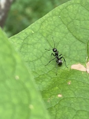 Formica fusca