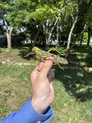 Tropidacris cristata