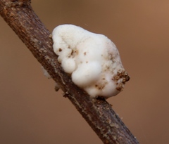 Ceroplastes