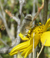 Lordotus striatus