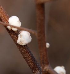 Ceroplastes