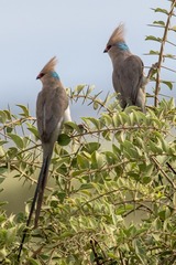 Urocolius macrourus