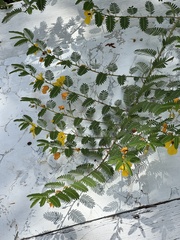 Chamaecrista fasciculata