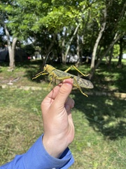 Tropidacris cristata