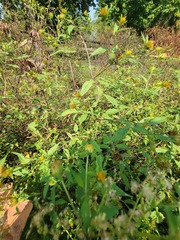 Bidens vulgata